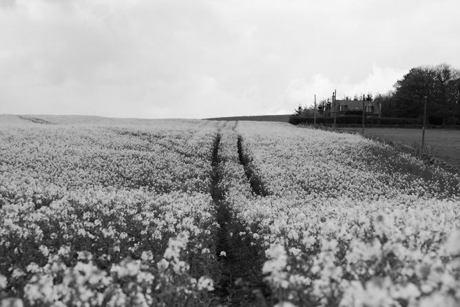 rapeseed field